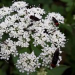 Chrysogaster solstitialis - Foto U. Maritano
